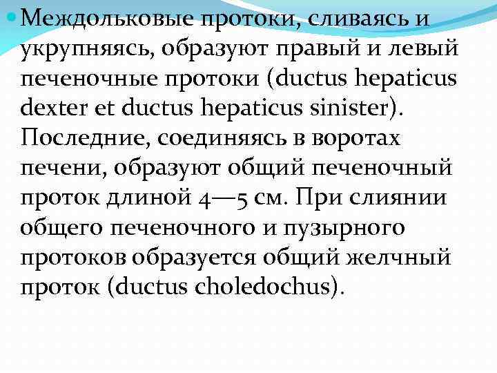  Междольковые протоки, сливаясь и укрупняясь, образуют правый и левый печеночные протоки (ductus hepaticus