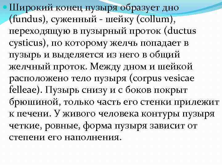  Широкий конец пузыря образует дно (fundus), суженный - шейку (collum), переходящую в пузырный