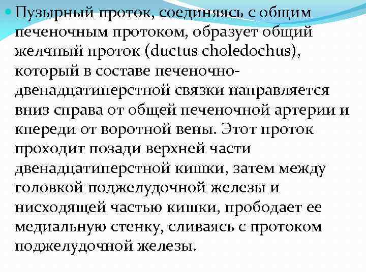  Пузырный проток, соединяясь с общим печеночным протоком, образует общий желчный проток (ductus choledochus),