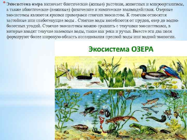 * Экосистема озера включает биотические (живые) растения, животных и микроорганизмы, а также абиотические (неживые)