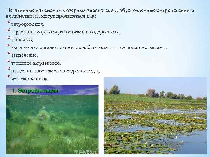 Негативные изменения в озерных экосистемах, обусловленные антропогенным воздействием, могут проявляться как: * эвтрофикация, *