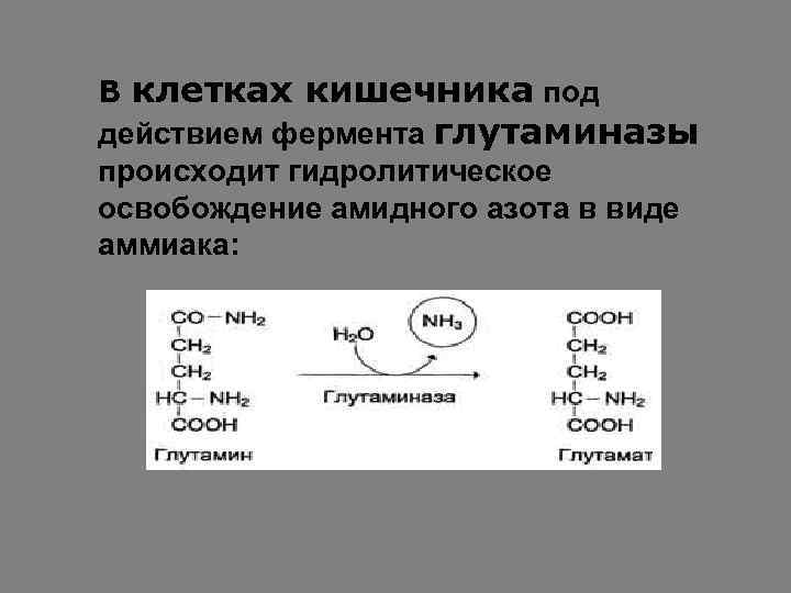 В клетках кишечника под действием фермента глутаминазы происходит гидролитическое освобождение амидного азота в виде