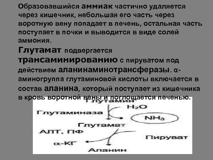 Образовавшийся аммиак частично удаляется через кишечник, небольшая его часть через воротную вену попадает в