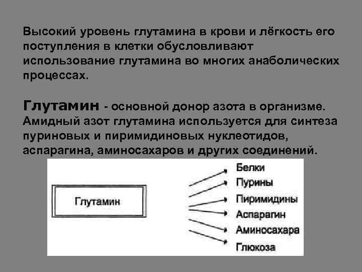 Высокий уровень глутамина в крови и лёгкость его поступления в клетки обусловливают использование глутамина