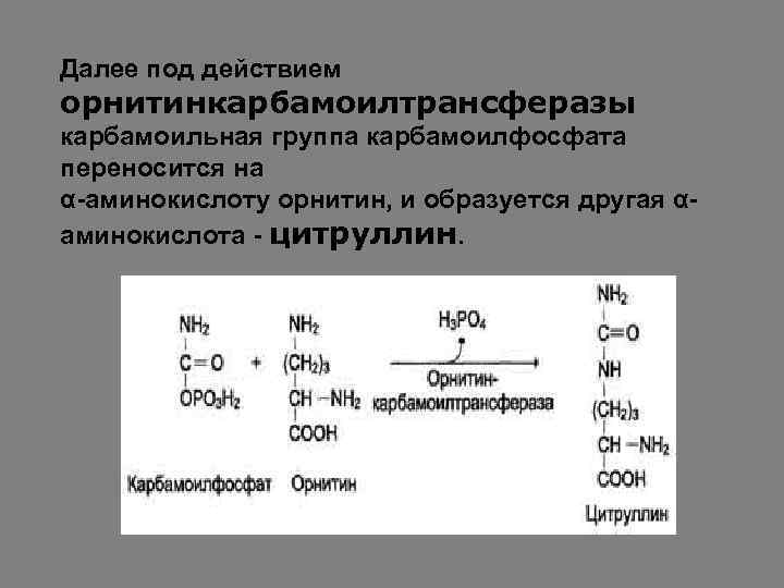 Далее под действием орнитинкарбамоилтрансферазы карбамоильная группа карбамоилфосфата переносится на α-аминокислоту орнитин, и образуется другая