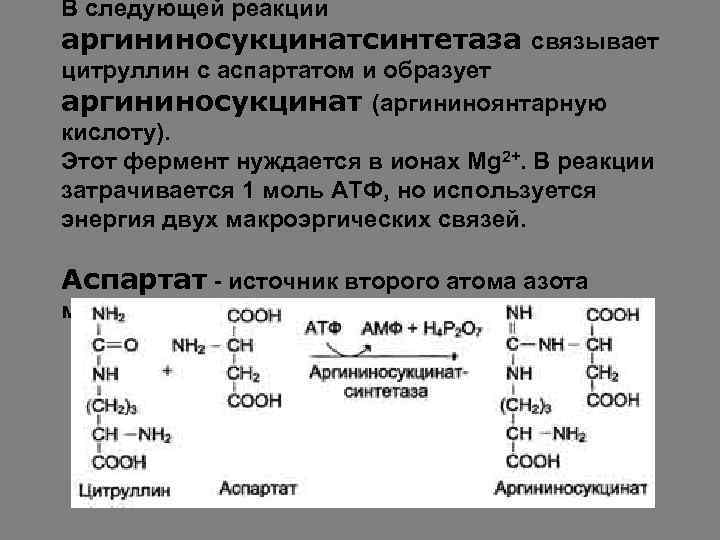 В следующей реакции аргининосукцинатсинтетаза связывает цитруллин с аспартатом и образует аргининосукцинат (аргининоянтарную кислоту). Этот