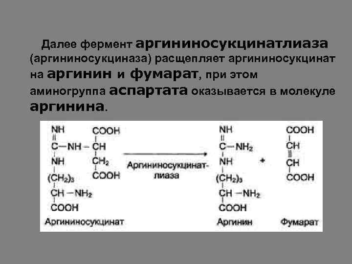 Далее фермент аргининосукцинатлиаза (аргининосукциназа) расщепляет аргининосукцинат на аргинин и фумарат, при этом аминогруппа аспартата