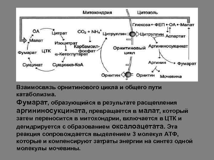 Расщепление веществ это