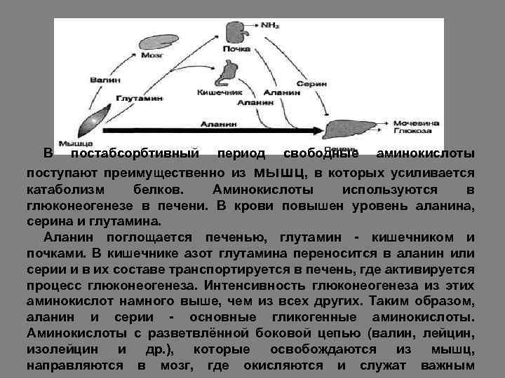 В постабсорбтивный период свободные аминокислоты поступают преимущественно из мышц, в которых усиливается катаболизм белков.