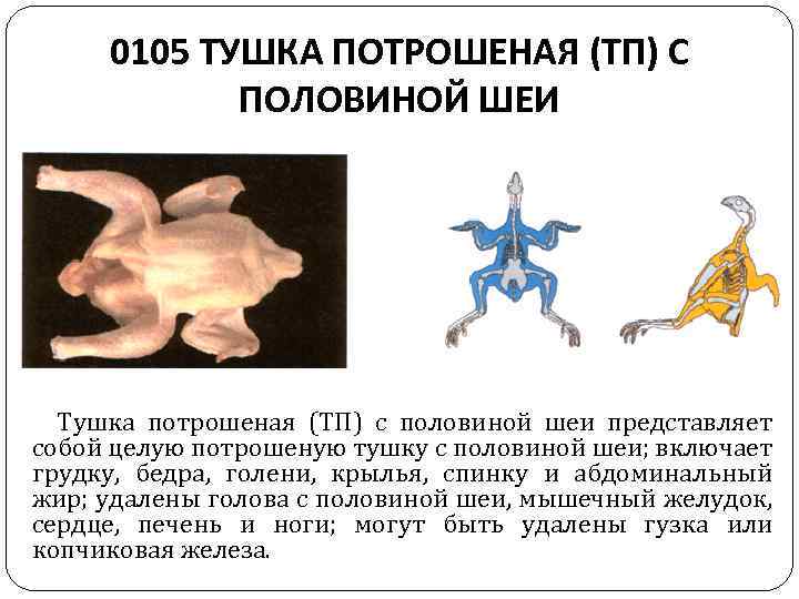 0105 ТУШКА ПОТРОШЕНАЯ (ТП) С ПОЛОВИНОЙ ШЕИ Тушка потрошеная (ТП) с половиной шеи представляет