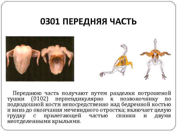 0301 ПЕРЕДНЯЯ ЧАСТЬ Переднюю часть получают путем разделки потрошеной тушки (0102) перпендикулярно к позвоночнику