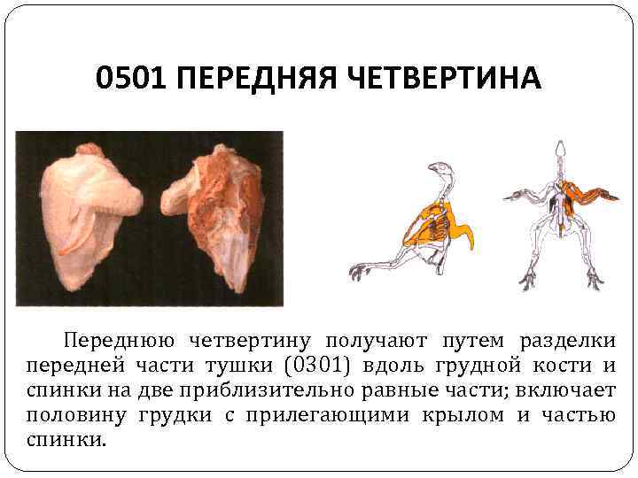 0501 ПЕРЕДНЯЯ ЧЕТВЕРТИНА Переднюю четвертину получают путем разделки передней части тушки (0301) вдоль грудной