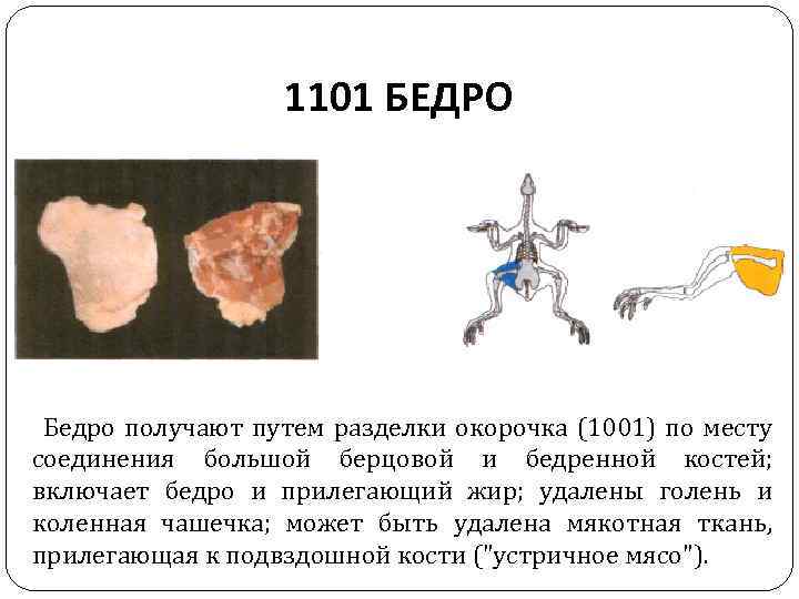 1101 БЕДРО Бедро получают путем разделки окорочка (1001) по месту соединения большой берцовой и