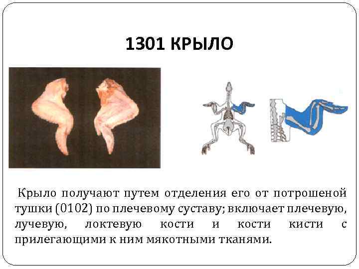 1301 КРЫЛО Крыло получают путем отделения его от потрошеной тушки (0102) по плечевому суставу;