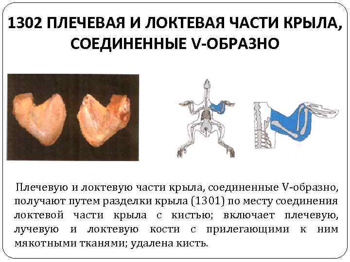 1302 ПЛЕЧЕВАЯ И ЛОКТЕВАЯ ЧАСТИ КРЫЛА, СОЕДИНЕННЫЕ V-ОБРАЗНО Плечевую и локтевую части крыла, соединенные