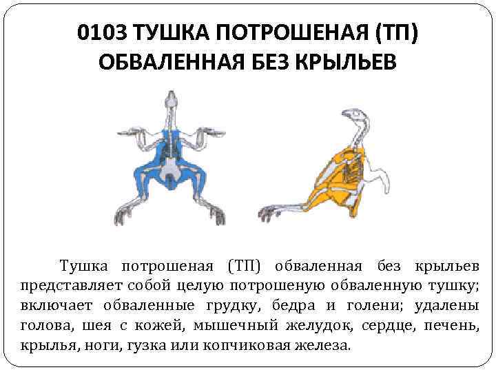 0103 ТУШКА ПОТРОШЕНАЯ (ТП) ОБВАЛЕННАЯ БЕЗ КРЫЛЬЕВ Тушка потрошеная (ТП) обваленная без крыльев представляет