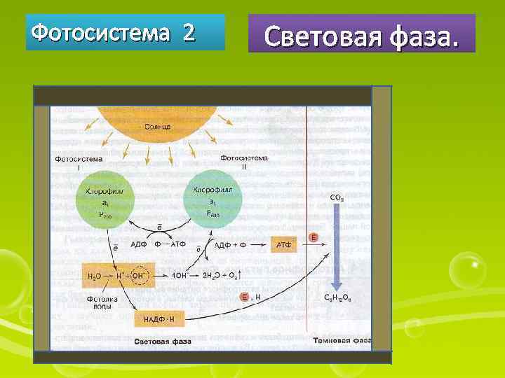 Источником энергии в световой фазе является