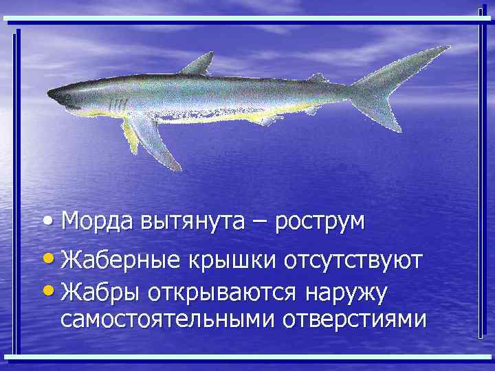  • Морда вытянута – рострум • Жаберные крышки отсутствуют • Жабры открываются наружу