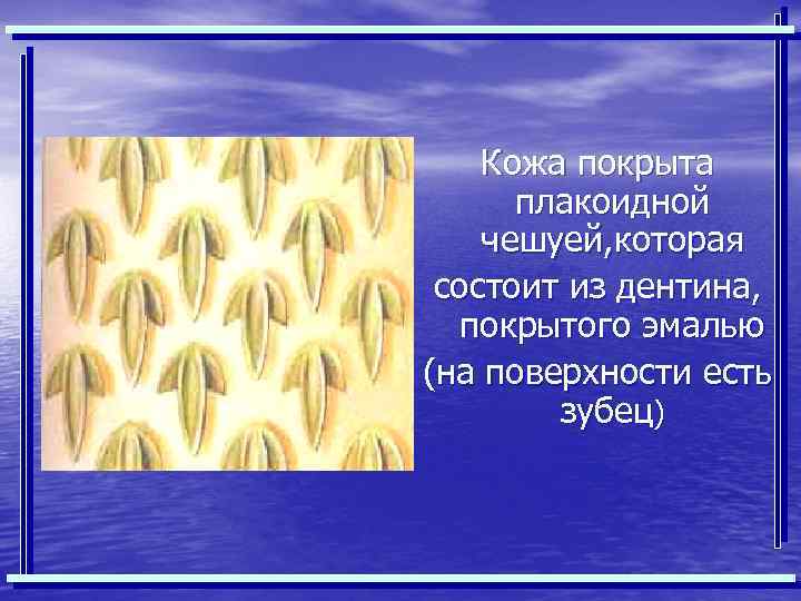 Кожа покрыта плакоидной чешуей, которая состоит из дентина, покрытого эмалью (на поверхности есть зубец)