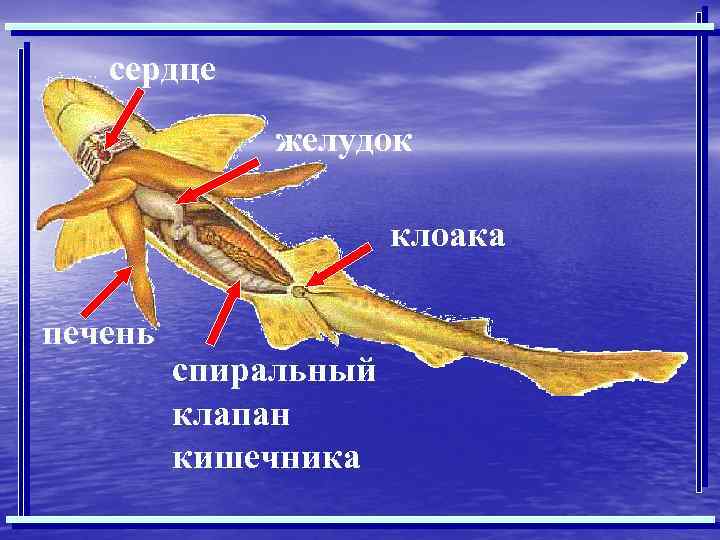 сердце желудок клоака печень спиральный клапан кишечника 