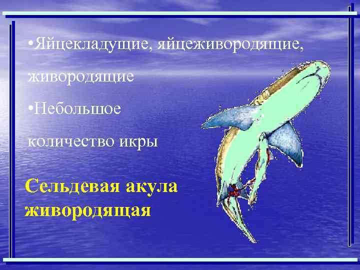  • Яйцекладущие, яйцеживородящие, живородящие • Небольшое количество икры Сельдевая акула живородящая 