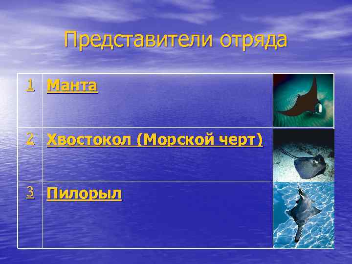 Представители отряда 1 Манта 2 Хвостокол (Морской черт) 3 Пилорыл 