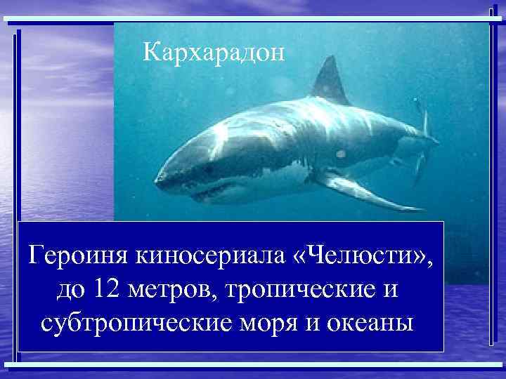 Кархарадон Героиня киносериала «Челюсти» , до 12 метров, тропические и субтропические моря и океаны