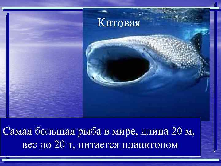 Китовая Самая большая рыба в мире, длина 20 м, вес до 20 т, питается