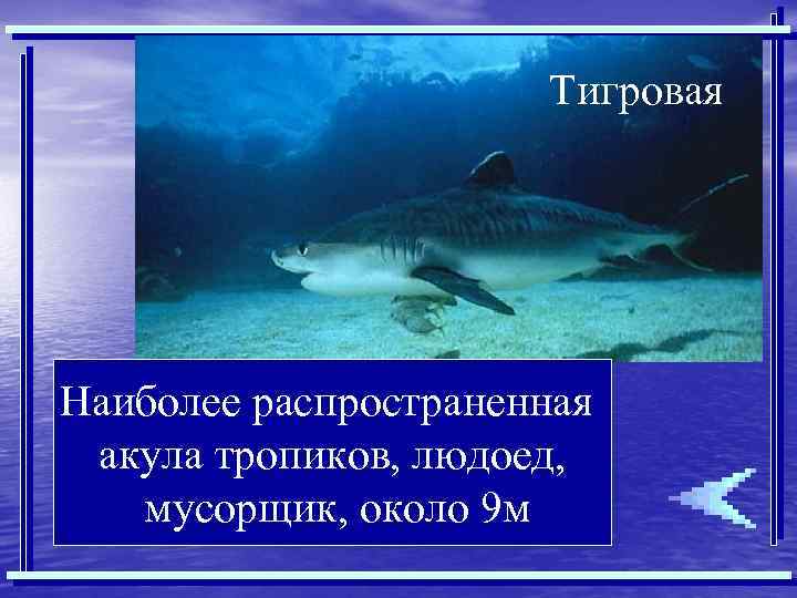 Тигровая Наиболее распространенная акула тропиков, людоед, мусорщик, около 9 м 