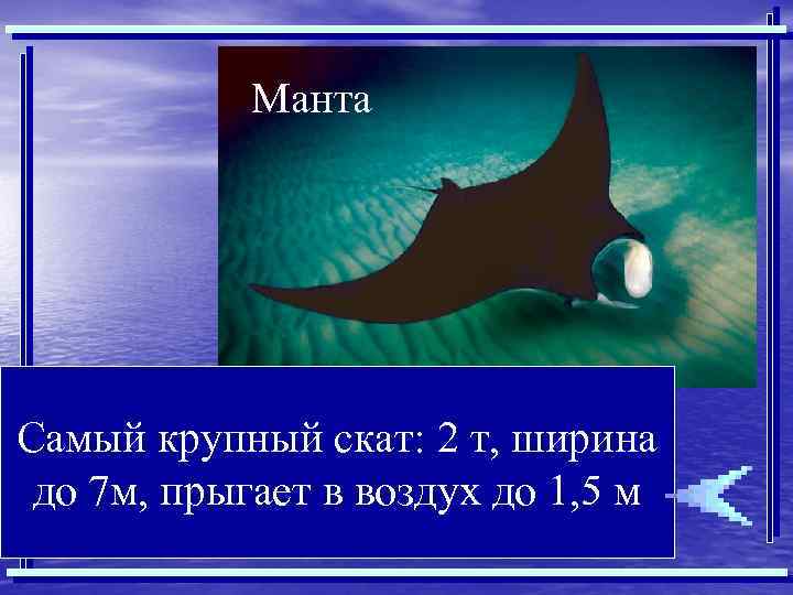 Манта Самый крупный скат: 2 т, ширина до 7 м, прыгает в воздух до