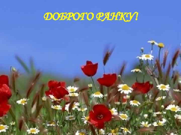 ДОБРОГО РАНКУ! 