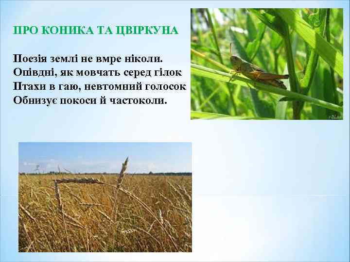 ПРО КОНИКА ТА ЦВІРКУНА Поезія землі не вмре ніколи. Опівдні, як мовчать серед гілок