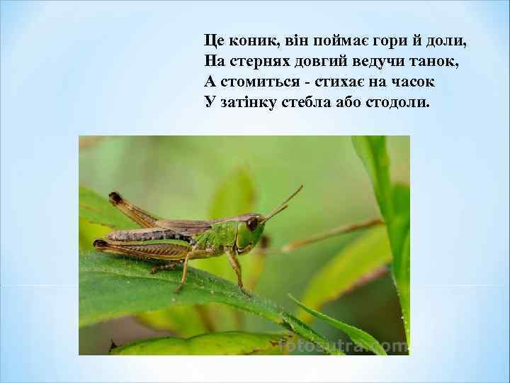 Це коник, він поймає гори й доли, На стернях довгий ведучи танок, А стомиться