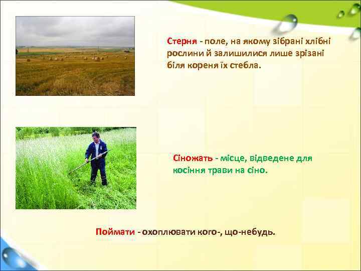 Стерня - поле, на якому зібрані хлібні рослини й залишилися лише зрізані біля кореня