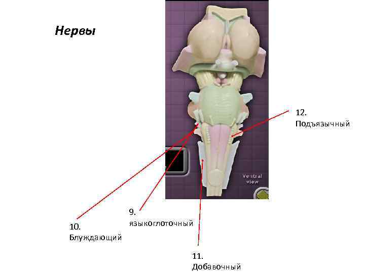 Нервы 12. Подъязычный 10. Блуждающий 9. языкоглоточный 11. Добавочный 