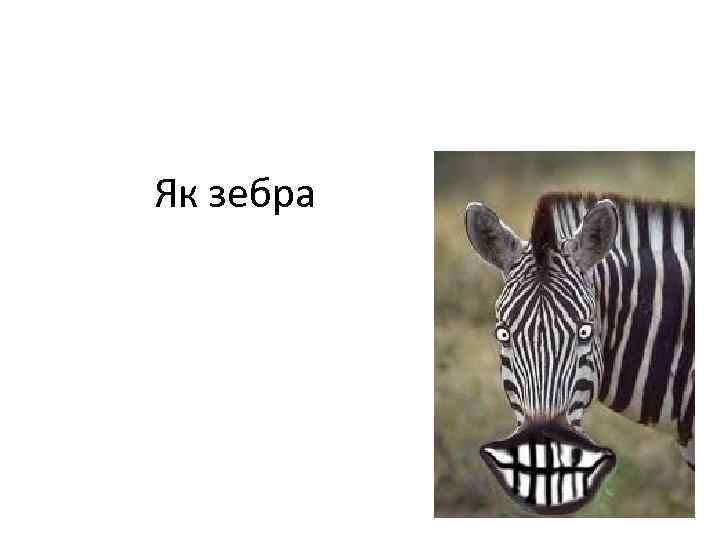 Як зебра 