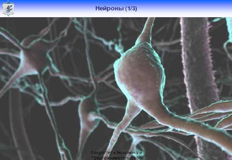 Нейроны (1/3) Голлай А. В. Факультет «Экономика и Предпринимательство» 10 