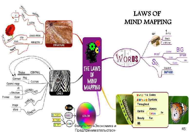 Еще рекомендации… LAWS OF MIND MAPPING Голлай А. В. Факультет «Экономика и Предпринимательство» 45