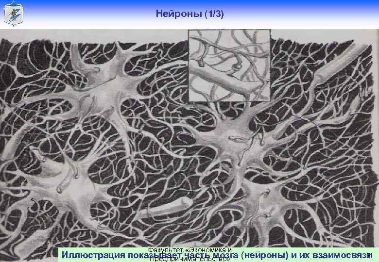 Нейроны (1/3) Голлай А. В. Факультет «Экономика и Иллюстрация показывает часть мозга (нейроны) и