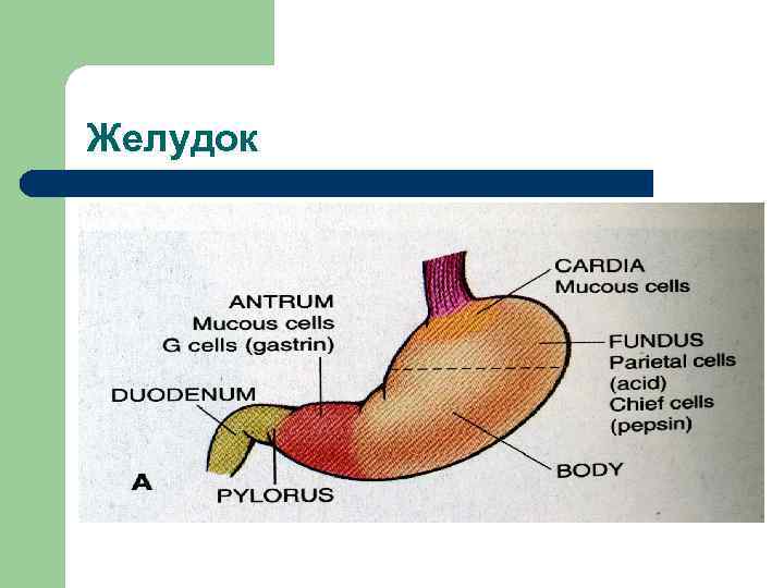 Желудок 