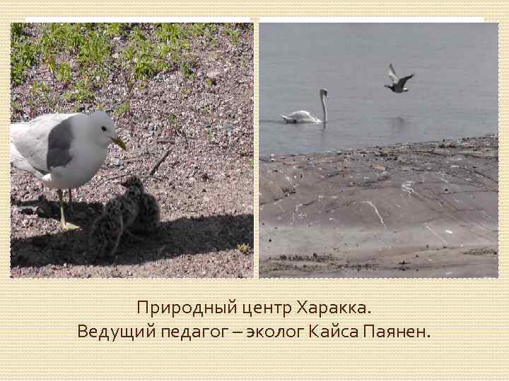 Природный центр Харакка. Ведущий педагог – эколог Кайса Паянен. 