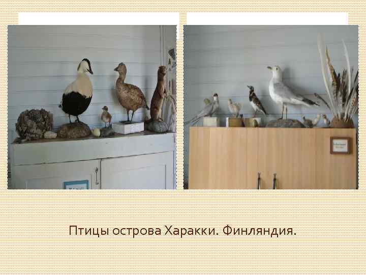 Птицы острова Харакки. Финляндия. 