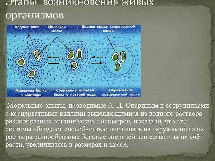Этапы возникновения живых организмов Модельные опыты, проводимые А. И. Опариным и сотрудниками с коацерватными