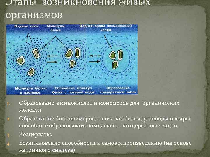 Этапы возникновения живых организмов 1. 2. 3. 4. Образование аминокислот и мономеров для органических