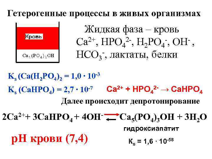 Гетерогенные процессы в живых организмах Жидкая фаза – кровь Са 2+, НРО 42 -,