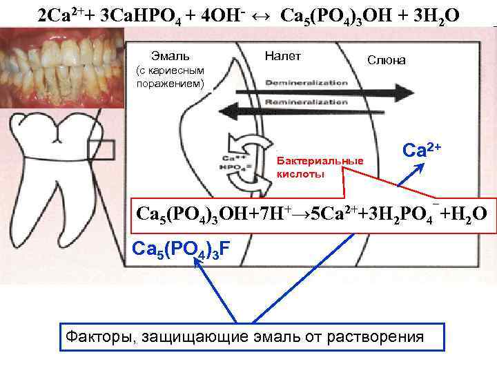 2 Са 2++ 3 Са. НРО 4 + 4 ОН- ↔ Ca 5(PO 4)3
