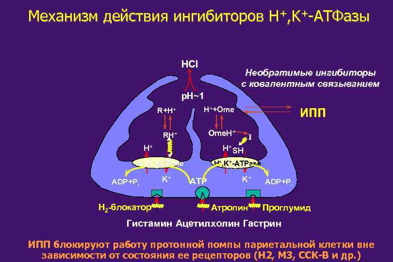 Механизм действия ингибиторов H+, K+-ATФaзы HCl Необратимые ингибиторы с ковалентным связыванием p. H~1 R+H+