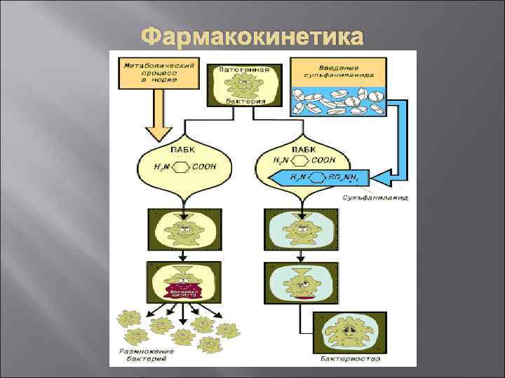 Фармакокинетика 