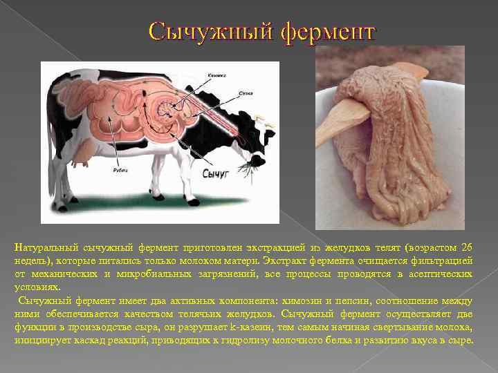 Сычужный фермент Натуральный сычужный фермент приготовлен экстракцией из желудков телят (возрастом 26 недель), которые