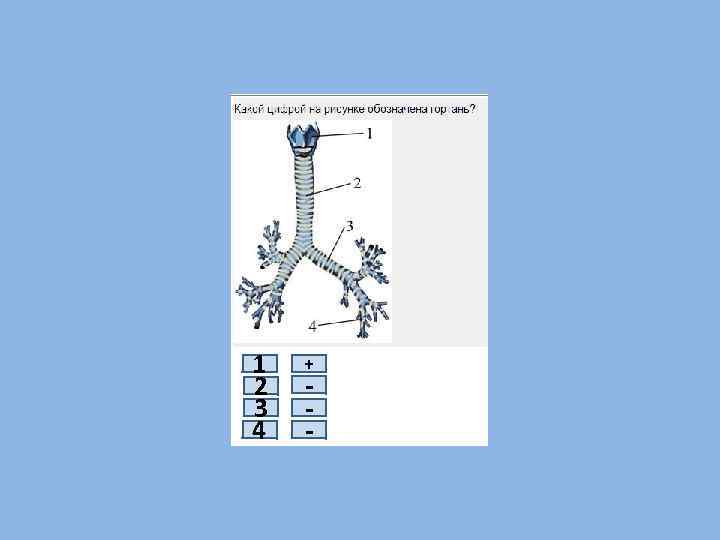 4 цифрой 1 на рисунке обозначено. Какими цифрами на рисунке обозначены:. На рисунке гортань обозначена цифрой. Какой цифрой на рисунке обозначен бронх. Ветвление крупных бронхов происходит в органе.
